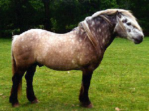 PONEI SCOTIAN